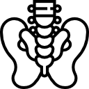 pelvis-2 Pelvic Pain